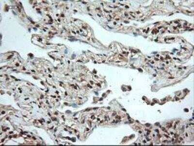 Immunohistochemistry-Paraffin: NT-4 Antibody (OTI2E8) [NBP1-47897]