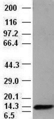 Western Blot: NT-4 Antibody (OTI2E8) [NBP1-47897]