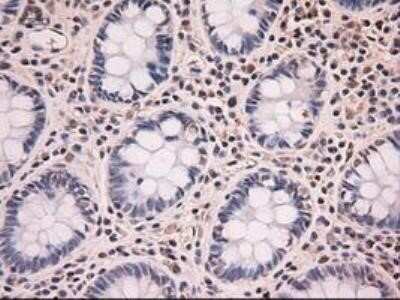 Immunohistochemistry: NT-4 Antibody (OTI2E8) - Azide and BSA Free [NBP2-73072]