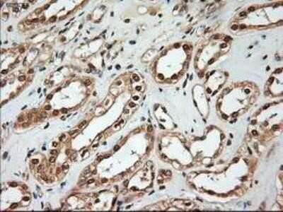 Immunohistochemistry: NT-4 Antibody (OTI2E8) - Azide and BSA Free [NBP2-73072]