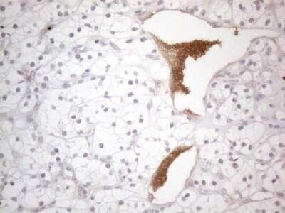 Immunohistochemistry: NT-proBNP Antibody (OTI11G4) - Azide and BSA Free [NBP2-71213]