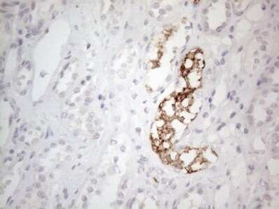 Immunohistochemistry: NT-proBNP Antibody (OTI11G4) - Azide and BSA Free [NBP2-71213]