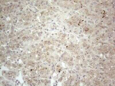 Immunohistochemistry: NT-proBNP Antibody (OTI11G4) - Azide and BSA Free [NBP2-71213]