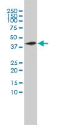 Western Blot: NT2NL Antibody (2G12-2A5) [H00388677-M01]