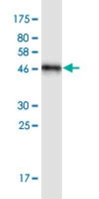 Western Blot: NT2NL Antibody (S1) [H00388677-M02]