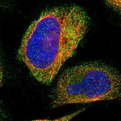 Immunocytochemistry/ Immunofluorescence: NT5C Antibody [NBP1-84563]