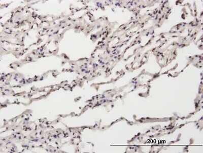 Immunohistochemistry-Paraffin: NT5C Antibody [H00030833-B01P]