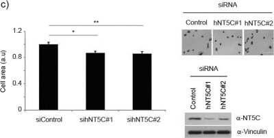 Knockdown Validated: NT5C Antibody [NBP1-84563]