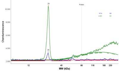 Simple Western: NT5C Antibody [NBP1-84563]