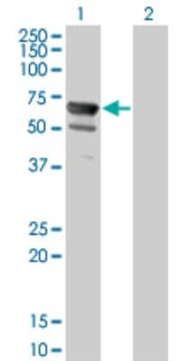 Western Blot: NT5C2 Antibody (3C1) [H00022978-M02]