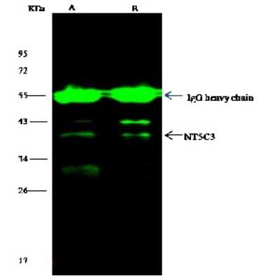 Immunoprecipitation: NT5C3 Antibody (009) [NBP2-90252]