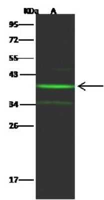 Western Blot: NT5C3 Antibody (009) [NBP2-90252]