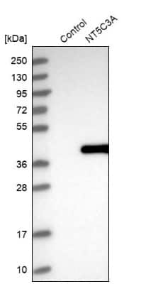 Western Blot: NT5C3 Antibody [NBP1-85525]