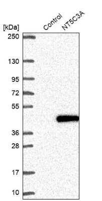 Western Blot: NT5C3 Antibody [NBP2-38124]