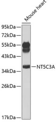 Western Blot: NT5C3 AntibodyBSA Free [NBP2-93332]