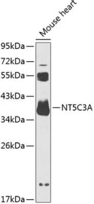 Western Blot: NT5C3 AntibodyBSA Free [NBP2-94838]