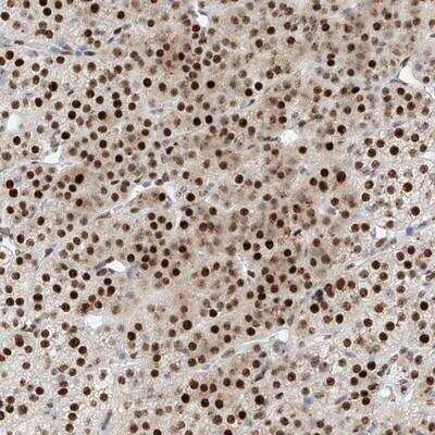 Immunohistochemistry-Paraffin: NT5C3L Antibody [NBP1-93511]