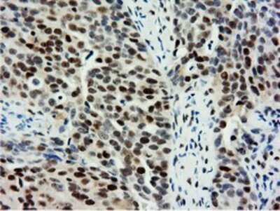Immunohistochemistry-Paraffin: NT5DC1 Antibody (OTI1E11) [NBP2-02914]