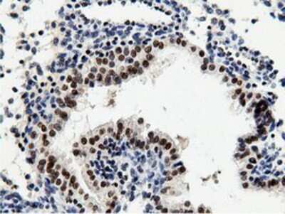 Immunohistochemistry-Paraffin: NT5DC1 Antibody (OTI1E11) [NBP2-02914]