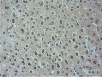 Immunohistochemistry-Paraffin: NT5DC1 Antibody (OTI1E11) [NBP2-02914]