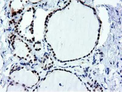 Immunohistochemistry-Paraffin: NT5DC1 Antibody (OTI1E11) [NBP2-02914]