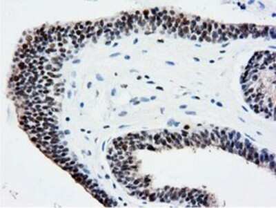 Immunohistochemistry: NT5DC1 Antibody (OTI1E11) - Azide and BSA Free [NBP2-73078]