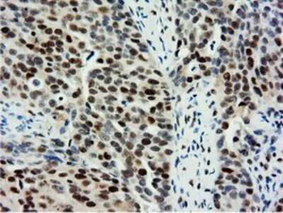 Immunohistochemistry: NT5DC1 Antibody (OTI1E11) - Azide and BSA Free [NBP2-73078]