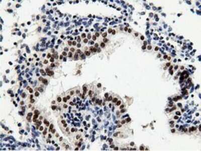 Immunohistochemistry: NT5DC1 Antibody (OTI1E11) - Azide and BSA Free [NBP2-73078]