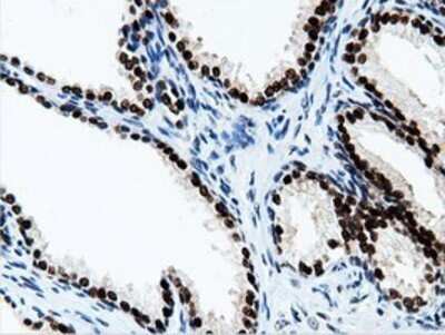 Immunohistochemistry: NT5DC1 Antibody (OTI1E11) - Azide and BSA Free [NBP2-73078]