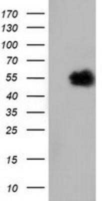 Western Blot: NT5DC1 Antibody (OTI1E11)Azide and BSA Free [NBP2-73078]