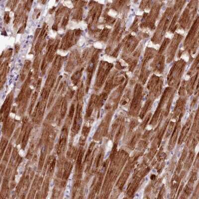 Immunohistochemistry-Paraffin: NT5DC2 Antibody [NBP2-13679]