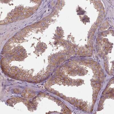 Immunohistochemistry-Paraffin: NT5DC2 Antibody [NBP2-13679]