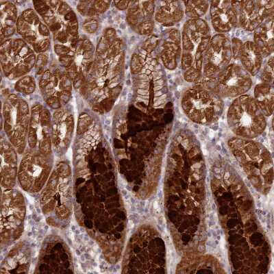 Immunohistochemistry-Paraffin: NT5DC2 Antibody [NBP2-13679]