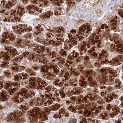 Immunohistochemistry-Paraffin: NT5DC4 Antibody [NBP2-14580]