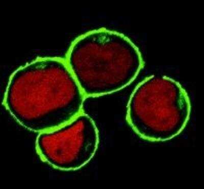 Immunocytochemistry/ Immunofluorescence: NTAL Antibody (NAP-07) - BSA Free [NB500-341]