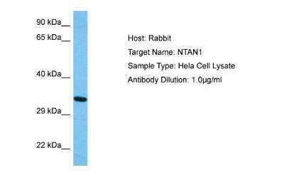 Western Blot: NTAN1 Antibody [NBP2-84192]