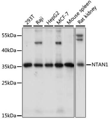 Western Blot: NTAN1 AntibodyAzide and BSA Free [NBP2-93298]