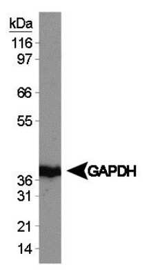 Western Blot: NTERA-2 Whole Cell Lysate [NBP1-44968]