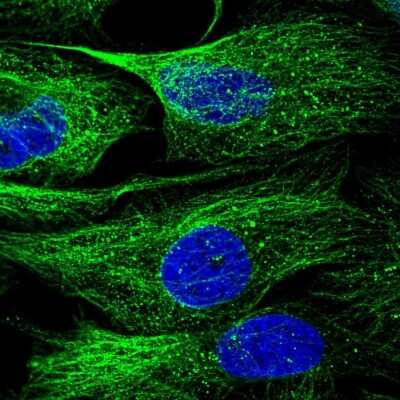 Immunocytochemistry/ Immunofluorescence: NTF2 Antibody [NBP1-82520]