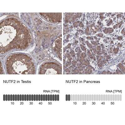 Immunohistochemistry-Paraffin: NTF2 Antibody [NBP1-82520]