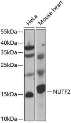 Western Blot: NTF2 AntibodyBSA Free [NBP2-94526]