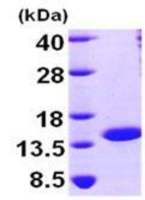 SDS-PAGE: Recombinant Human NTF2 His Protein [NBP1-45260]