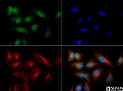 Immunocytochemistry/ Immunofluorescence: NTH1 Antibody [NB100-302]