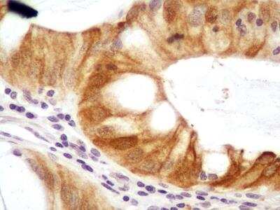 Immunohistochemistry-Paraffin: NTH1 Antibody - BSA Free [NB100-108]