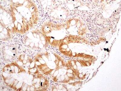 Immunohistochemistry-Paraffin: NTH1 Antibody - BSA Free [NB100-108]