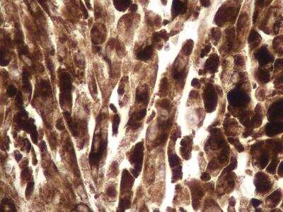 Immunohistochemistry-Paraffin: NTH1 Antibody - BSA Free [NB100-108]