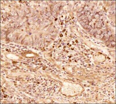 Immunohistochemistry-Paraffin: NTH1 Antibody - BSA Free [NB100-108]