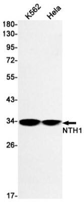 Western Blot: NTH1 Antibody (S08-8E9) [NBP3-19722]