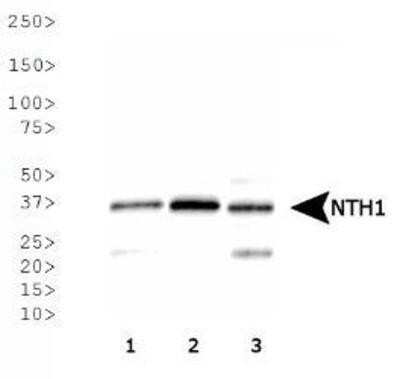 Western Blot: NTH1 AntibodyBSA Free [NB100-108]