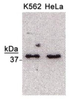 Western Blot: NTH1 AntibodyBSA Free [NB100-108]